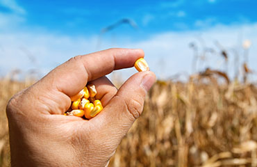 Sales of seeds