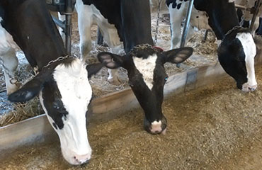 Expertise in conservation of silage